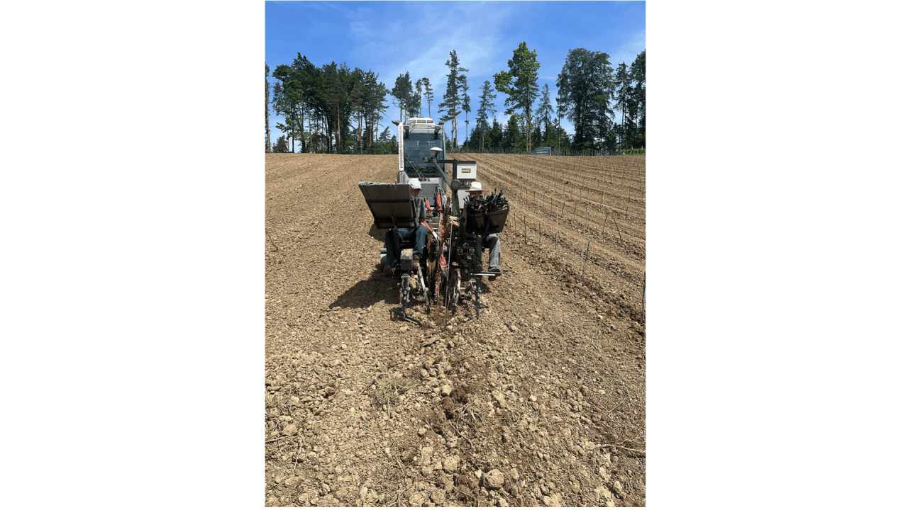 Eine Pflanzmaschine auf Raupe hat mit GPS die Muscaris-Setzlinge in die Erde gepflanzt.