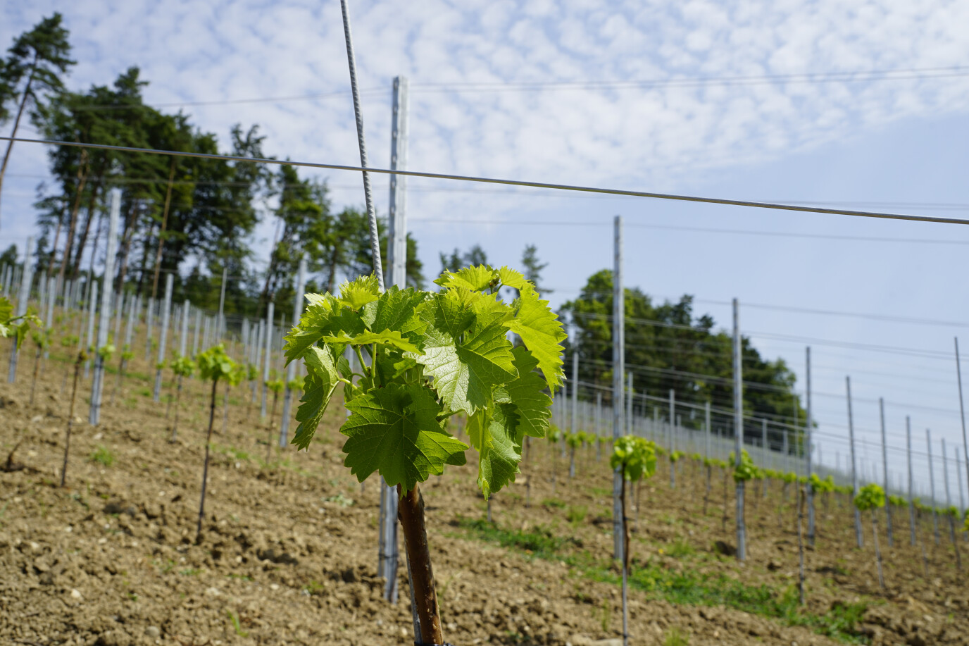        Die Anbaufläche von Muscaris in der Schweiz betrug im Jahr 2021 rund 20 Hektaren, davon fast fünf Hektaren im Kanton Zürich. Rutishauser-DiVino hat im Herbst 2022 in Stadel-Mörsburg (Nähe Stadt Winterthur)  weitere 2.2 Hektaren gepflanzt.                        